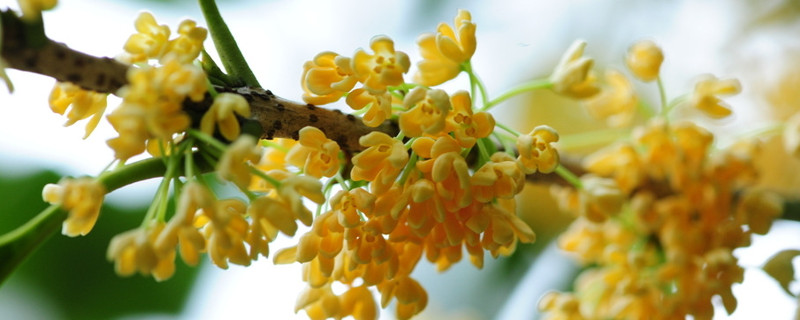 桂花有几个品种(桂花有几个品种 有什么区别)