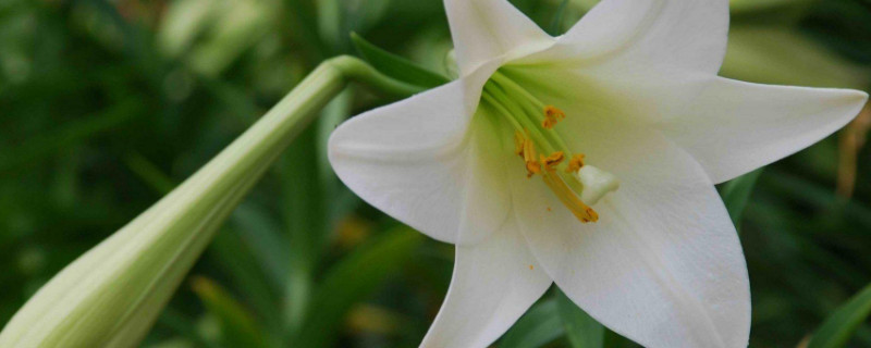 百合花会结果实吗(百合花结果是什么样的)