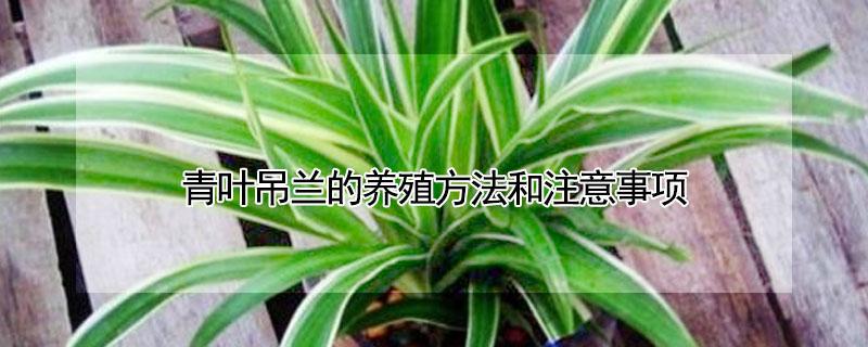 青叶吊兰的养殖方法和注意事项 青叶吊兰怎么养