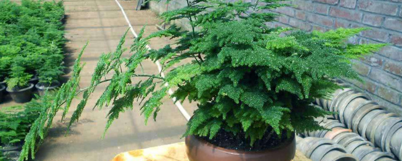 文竹夏天叶子发黄怎么办（文竹夏季叶子发黄）