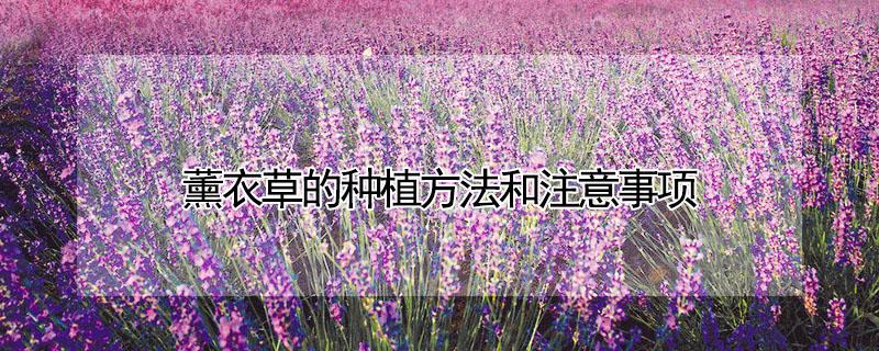 薰衣草的种植方法和注意事项（薰衣草栽植方法）