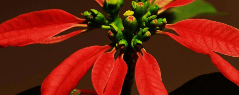 一品红水培养殖方法 一品红怎么养殖