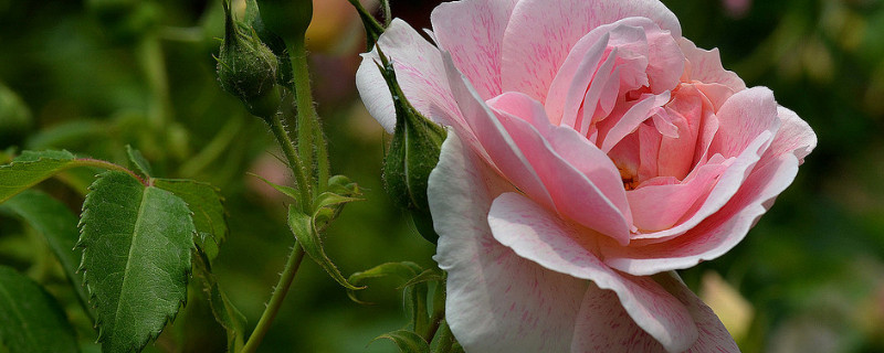 蔷薇花有什么特点 蔷薇花长什么样有什么特点