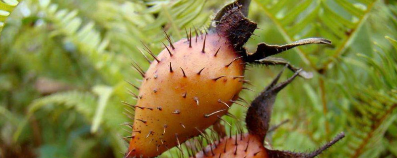 金樱子是蔷薇花的种子吗 金樱子 蔷薇