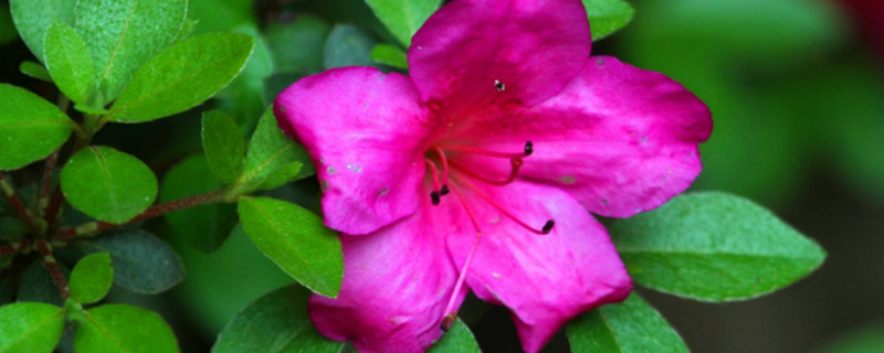 杜鹃花换盆原土用弄掉吗（杜鹃花移盆需要去掉原土吗）