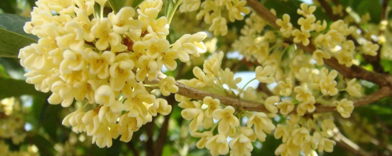 桂花用什么树嫁接（桂花用什么树嫁接最好）