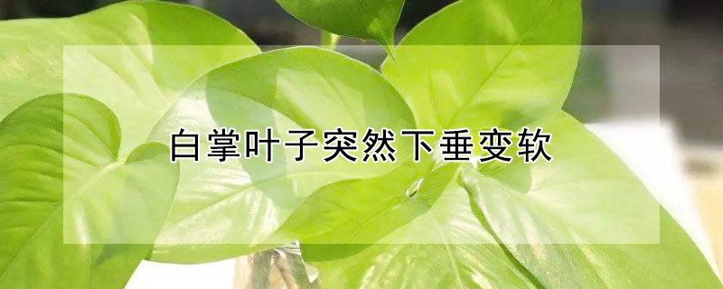 白掌叶子突然下垂变软(白掌叶子软了下垂怎么样让叶子变硬)