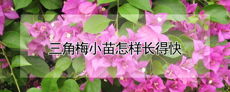 三角梅小苗怎样长得快（三角梅小苗移栽怎样管理）