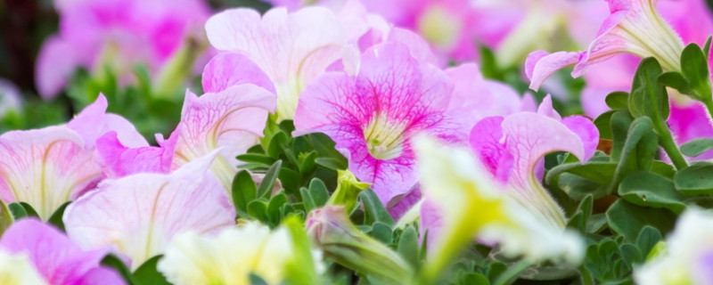 紫罗兰有毒吗 紫罗兰有毒吗,能摸吗