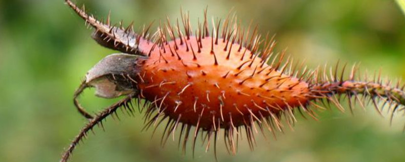 金樱子和刺梨子的区别（刺梨与金樱子是一样的吗?）