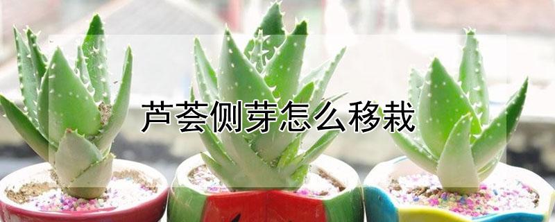 芦荟侧芽怎么移栽（芦荟芽怎么移植）