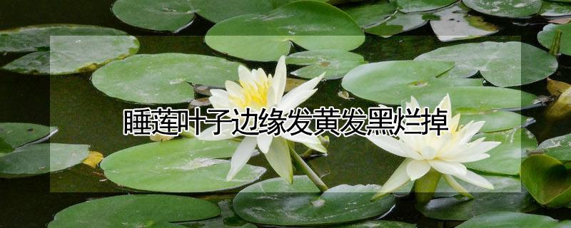 睡莲叶子边缘发黄发黑烂掉（睡莲叶子边缘发黑枯萎）