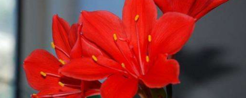 紫根兰一年开几次花 紫根兰几年开花呀?