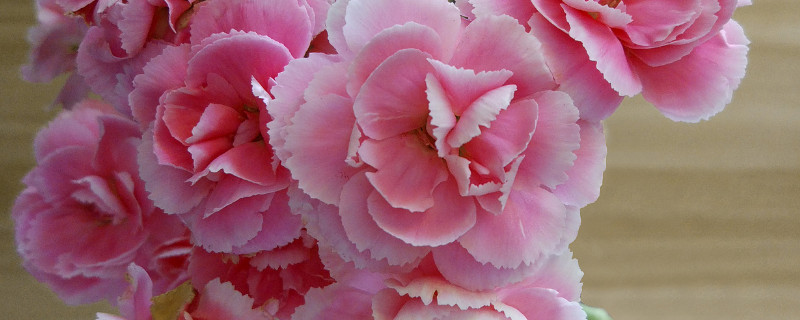 康乃馨夏天枯萎了怎么办（夏季康乃馨枝叶干枯怎么办）