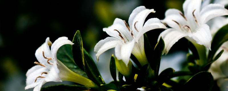 盆栽六月雪用什么土好（六月雪用什么土好）