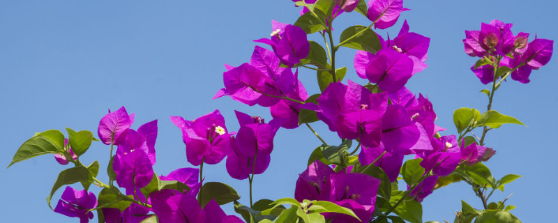 三角梅能晒太阳吗（光杆三角梅能晒太阳吗）