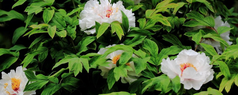 牡丹花在什么时间开花(牡丹花在什么时间开花,怎样开花)