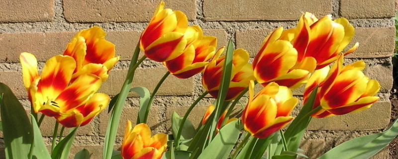 郁金香春天种什么时候开花 郁金香都什么时候开花