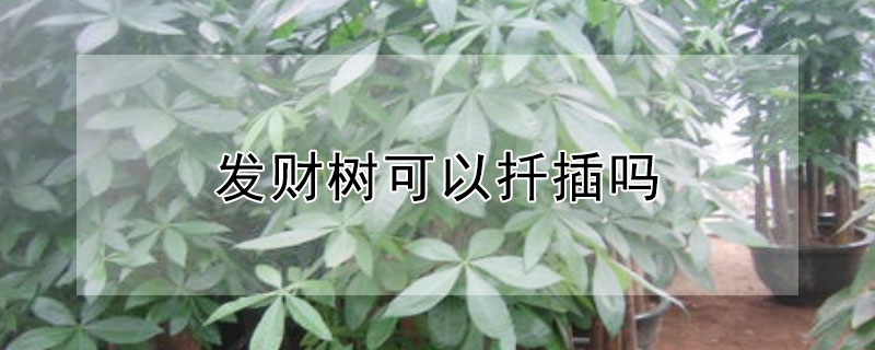 发财树可以扦插吗 发财树可以扦插吗?用晾一下吗