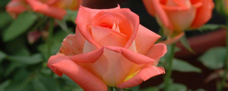 玫瑰杆子发黑怎么办(玫瑰鲜花杆子发黑怎么办)