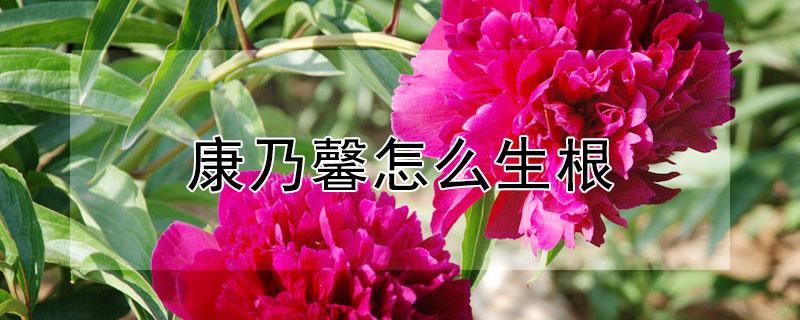 康乃馨怎么生根(康乃馨怎么生根快)