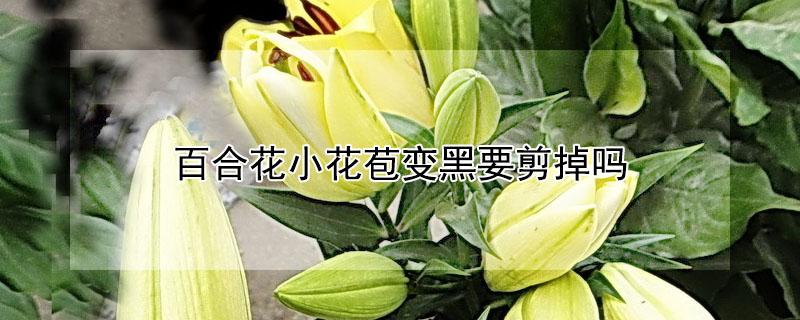百合花小花苞变黑要剪掉吗 百合花苞发黑怎么办