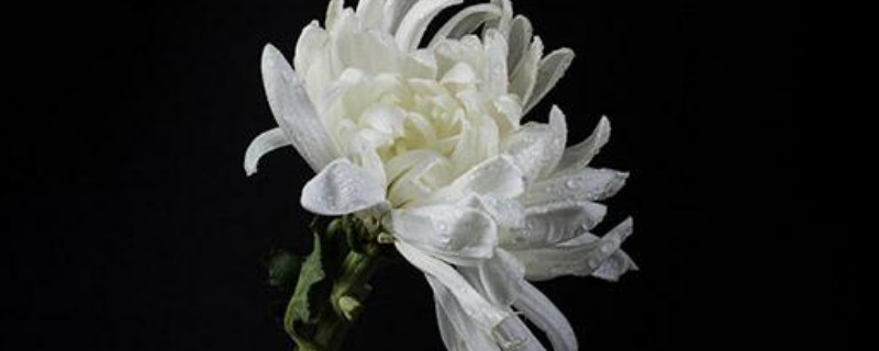 菊花扦插时间和方法 菊花扦插时间和方法视频