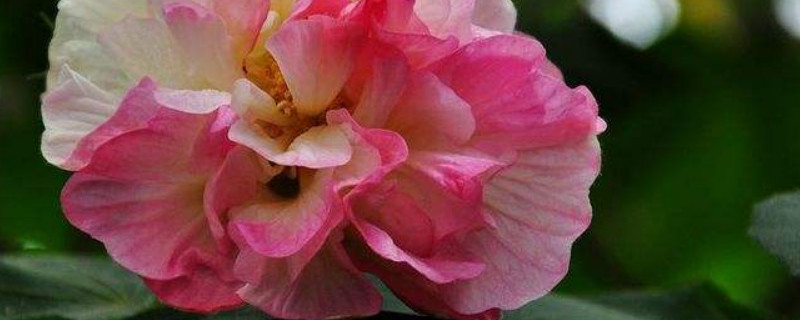 芙蓉花春天会发芽吗 芙蓉花四月还没发芽