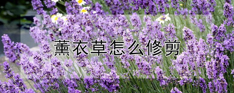 薰衣草怎么修剪（薰衣草怎么修剪才好看）