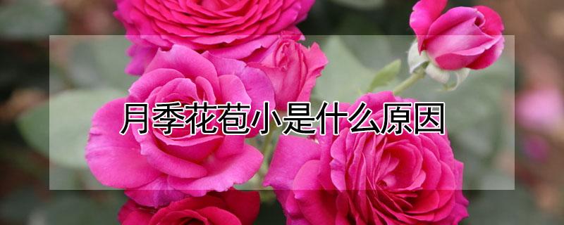 月季花苞小是什么原因（月季花开的花小是什么原因）