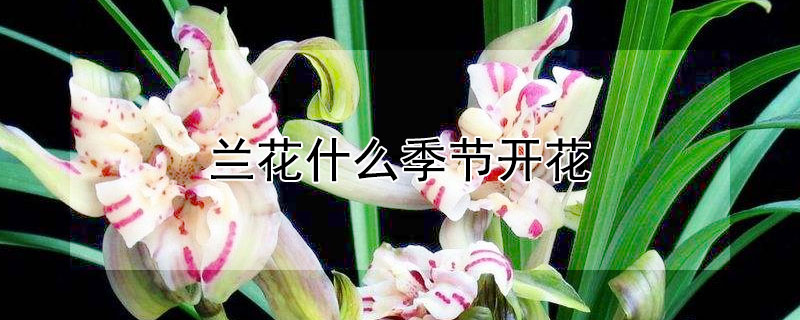 兰花什么季节开花 兰花什么季节开花,什么季节施肥