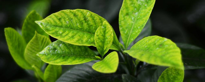 栀子花快死怎么救（栀子花枯了怎么救）