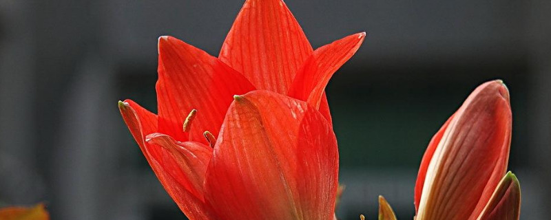 朱顶红几月份开花（朱顶红几月份开花花期多长时间）