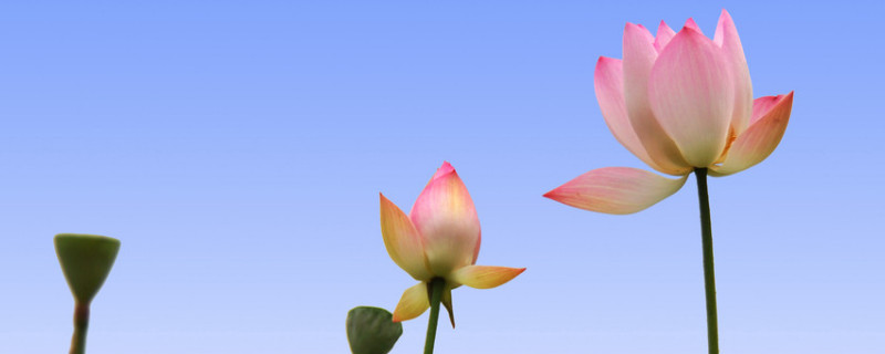 荷花不开花有莲藕吗 荷花有莲子就没有藕吗