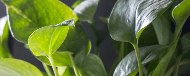 绿萝加啤酒能快速生长吗（啤酒加什么养绿萝）