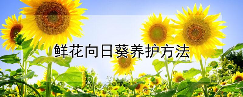 鲜花向日葵养护方法 向日葵日常如何养护