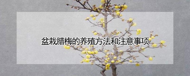 盆栽腊梅的养殖方法和注意事项(腊梅的栽植与养护)