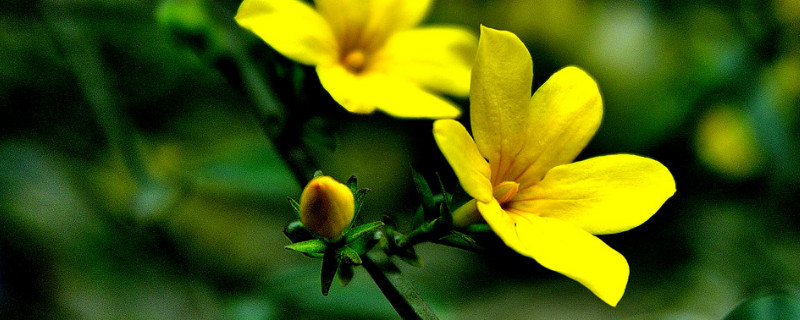 迎春花春天种大概什么时候开花（迎春花什么时候种植什么时候开花）