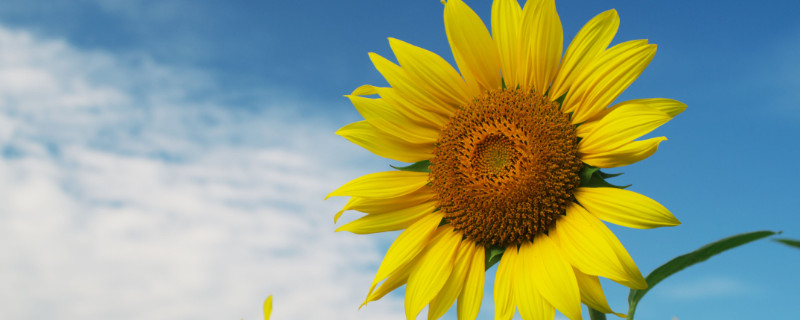 向日葵种子要泡吗（向日葵种子需要浸泡吗）