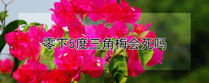 零下5度三角梅会死吗（三角梅在零下几度就死了）