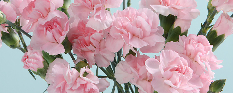 康乃馨从播种到开花需要多久 康乃馨出苗后多少时间会开花