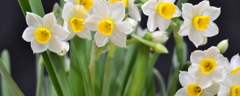 水仙花如何留种（水仙花如何留种的视频）