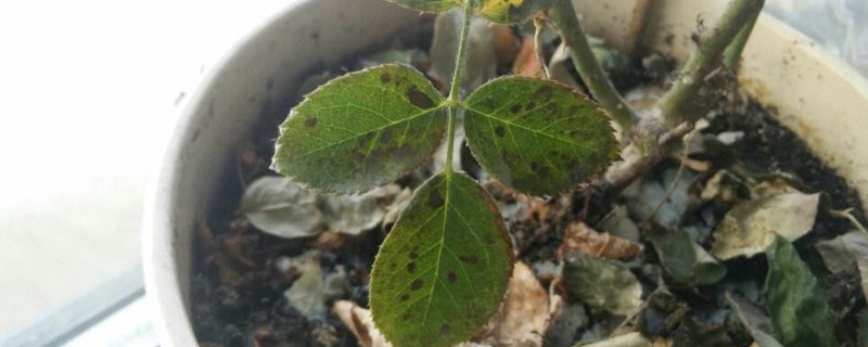 月季花叶子枯萎怎么办 月季花叶子枯萎怎么办是怎么回事