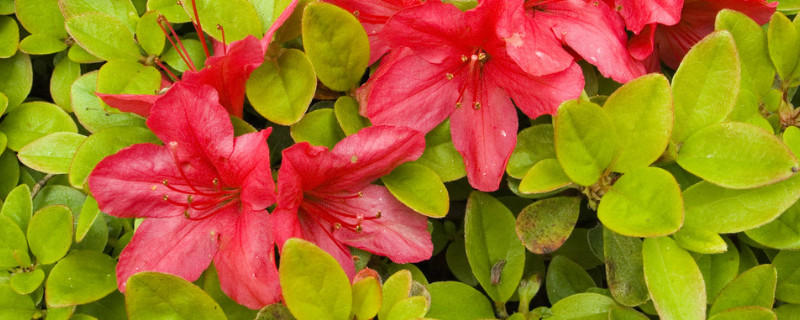 杜鹃花如何养护(杜鹃花养护与管理方法)