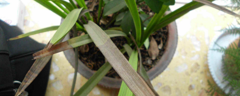 兰花叶尖干枯怎么办 兰花叶子有干枯怎么办