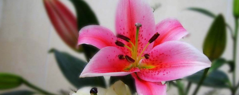 百合花太多怎么分株（百合怎么分株繁殖）