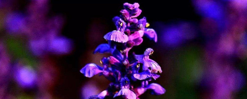 大面积薰衣草种植方法 薰衣草的种植技术