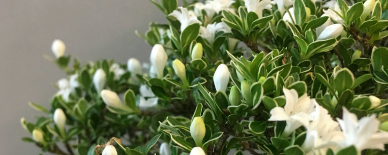 盆栽六月雪能晒太阳吗(植物六月雪能不能晒太阳)