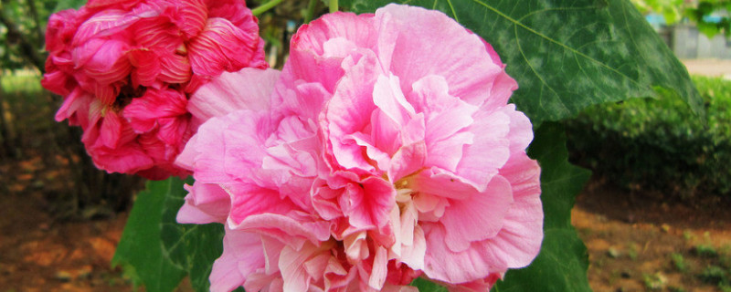 芙蓉花的茎变黑怎么办 芙蓉花花蕊发黑怎么办