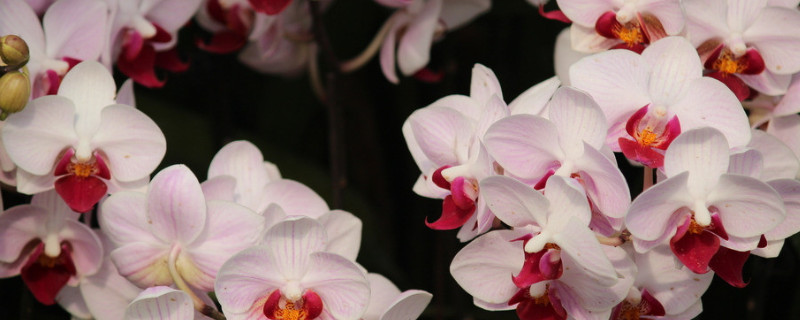 蝴蝶兰水培生根好方法 蝴蝶兰水培多久才长根